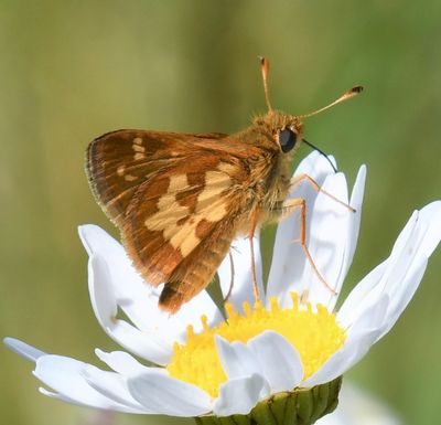 Peck's Skipper: Polites peckius