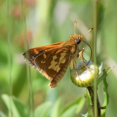 Peck's Skipper: Polites peckius