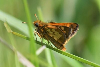 Peck's Skipper: Polites peckius