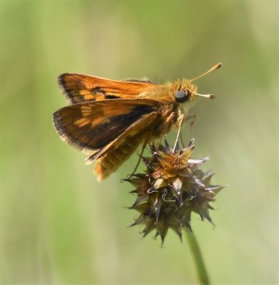 Peck's Skipper: Polites peckius