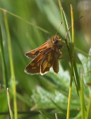 Peck's Skipper: Polites peckius