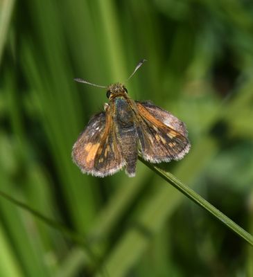 Peck's Skipper: Polites peckius