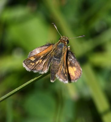 Peck's Skipper: Polites peckius