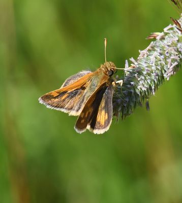 Peck's Skipper: Polites peckius