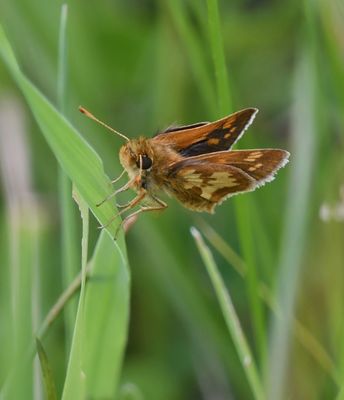 Peck's Skipper: Polites peckius