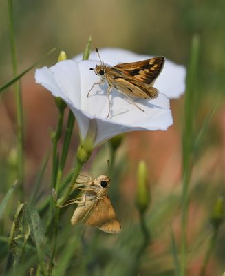 Sandhill Skipper: Polites sabuleti