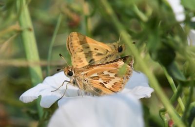 Sandhill Skipper: Polites sabuleti