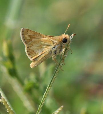 Sandhill Skipper: Polites sabuleti