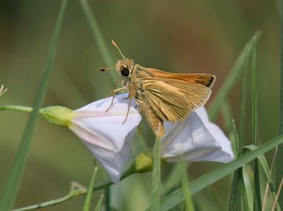 Sandhill Skipper: Polites sabuleti