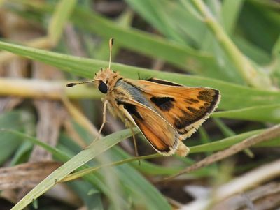 Sandhill Skipper: Polites sabuleti