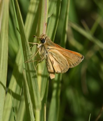 Sandhill Skipper: Polites sabuleti