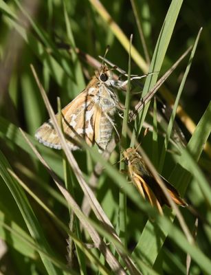 Sandhill Skipper: Polites sabuleti