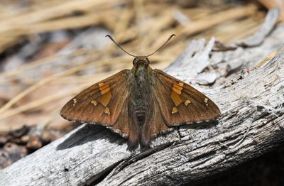 Silver-spotted Skipper: Epargyreus clarus