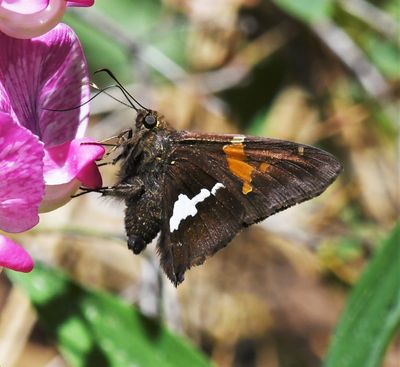 Silver-spotted Skipper: Epargyreus clarus