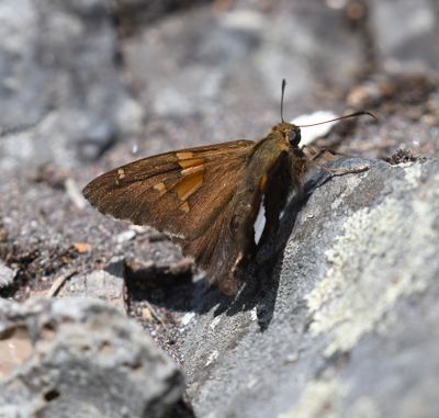 Silver-spotted Skipper: Epargyreus clarus