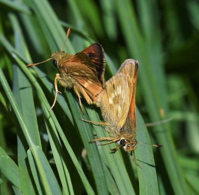 Sonora Skipper: Limochores sonora