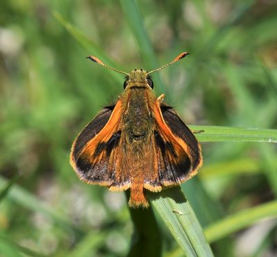 Sonora Skipper: Limochores sonora