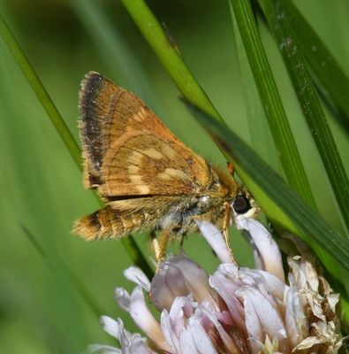 Sonora Skipper: Limochores sonora