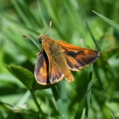 Sonora Skipper: Limochores sonora