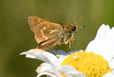 Sonora Skipper: Limochores sonora