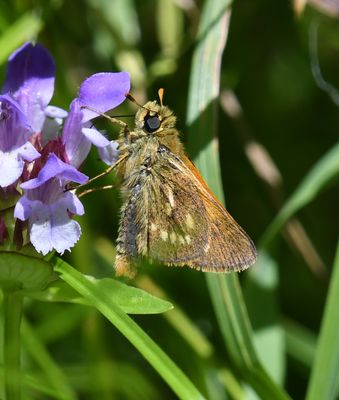 Sonora Skipper: Limochores sonora