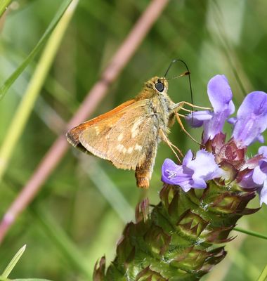 Sonora Skipper: Limochores sonora