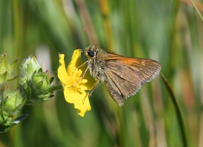 Tawny-edged Skipper: Polites themistocles