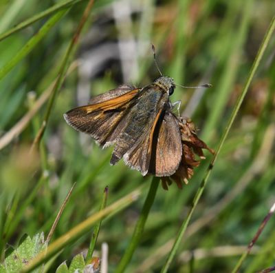 Tawny-edged Skipper: Polites themistocles