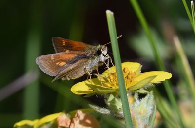 Tawny-edged Skipper: Polites themistocles