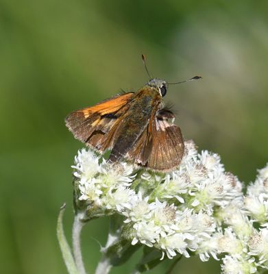 Tawny-edged Skipper: Polites themistocles