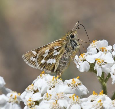 Western Branded Skipper: Hesperia colorado hulbirti