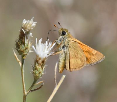 Woodland Skipper: Ochlodes sylvanoides