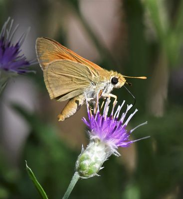 Yuma Skipper: Ochlodes yuma