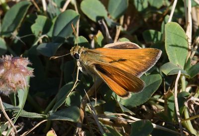 Yuma Skipper: Ochlodes yuma