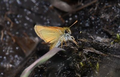 European Skipperling: Thymelicus lineola