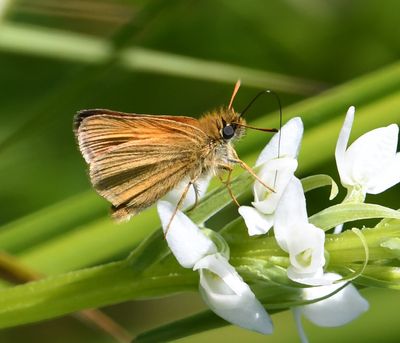 European Skipperling: Thymelicus lineola