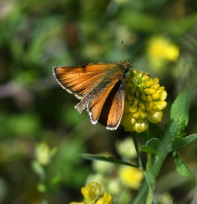 European Skipperling: Thymelicus lineola