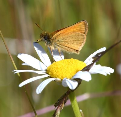 European Skipperling: Thymelicus lineola