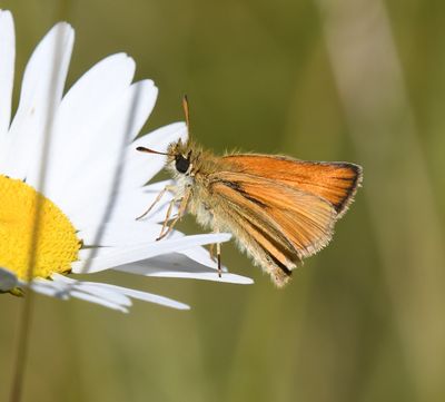 European Skipperling: Thymelicus lineola