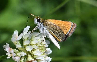 Garita Skipperling: Oarisma garita