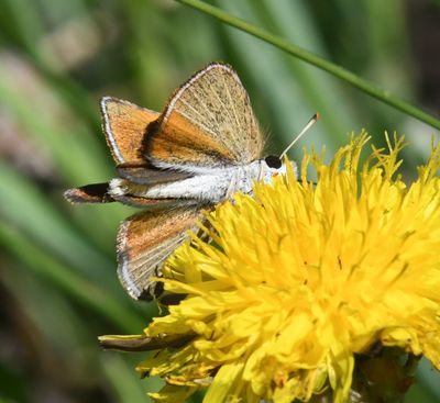 Garita Skipperling: Oarisma garita