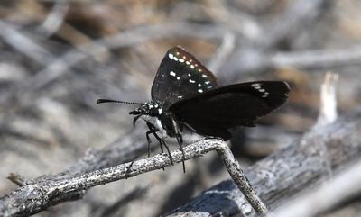 Common Sootywing: Pholisora catullus