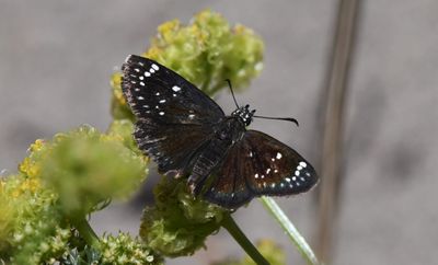Common Sootywing: Pholisora catullus