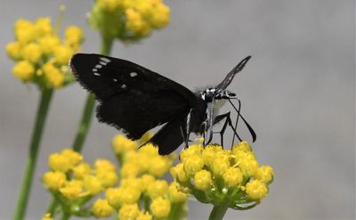 Common Sootywing: Pholisora catullus