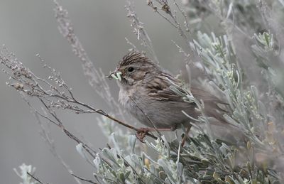 Brewer's Sparrow