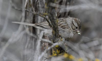 Brewer's Sparrow