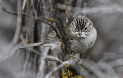 Brewer's Sparrow