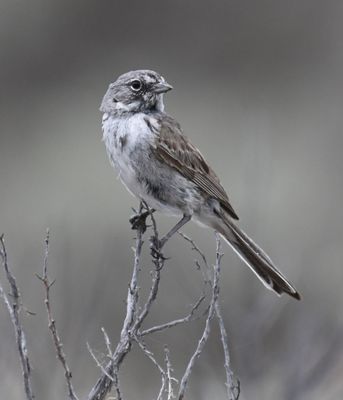 Sparrow, Sagebrush