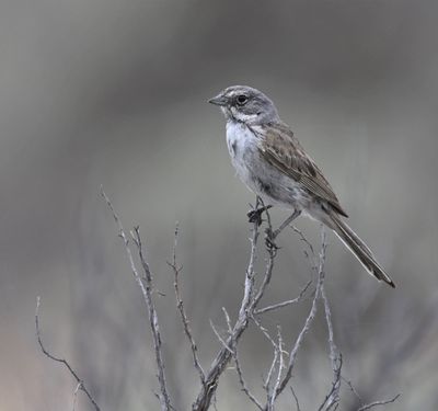 Sagebrush Sparrow