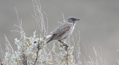 Sagebrush Sparrow